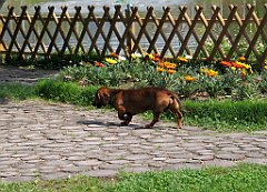 13063_Maskotka_parku