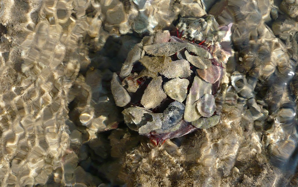 P1060901_cr.jpg