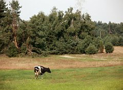 IMG_x17690_X44_P08060053_cr