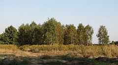 IMG_x20594_cr