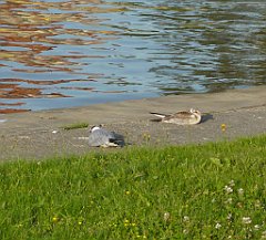 2012-07-02_19-24-34_P1060193m_cr