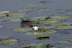 2012-07-02_09-31-56_IMG_x26799_cr