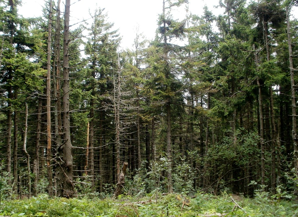 IMG_x29814_X44_P08150332_cr.jpg - OLYMPUS DIGITAL CAMERA         