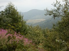 IMG_x29814_X44_P08150270_cr