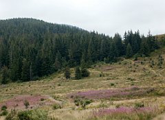 IMG_x29814_X44_P08150329_cr