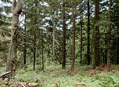 IMG_x29814_X44_P08150330_cr