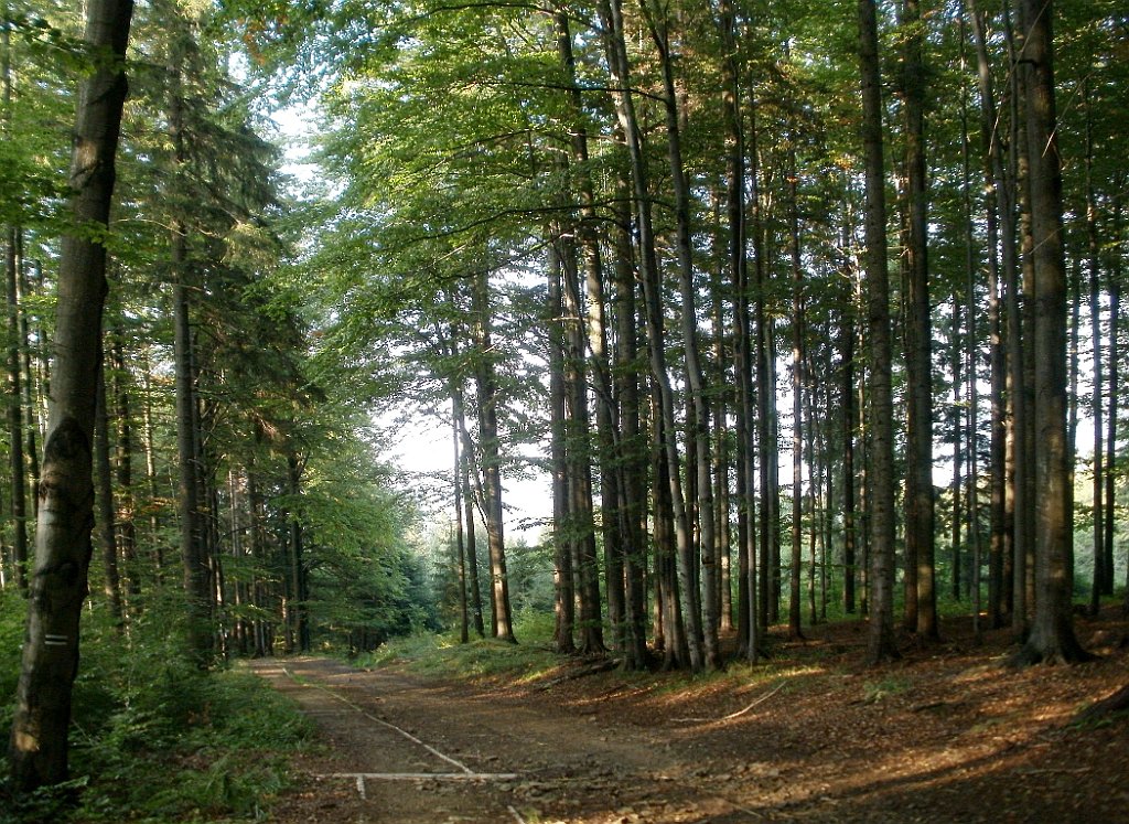 X44_P08230344_cr.jpg - OLYMPUS DIGITAL CAMERA         