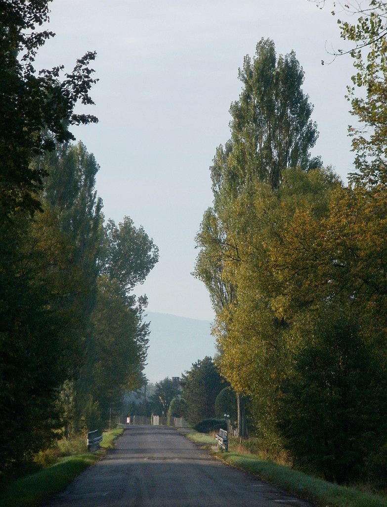 IMG_x33700_X44_P09230845_cr.jpg - OLYMPUS DIGITAL CAMERA         