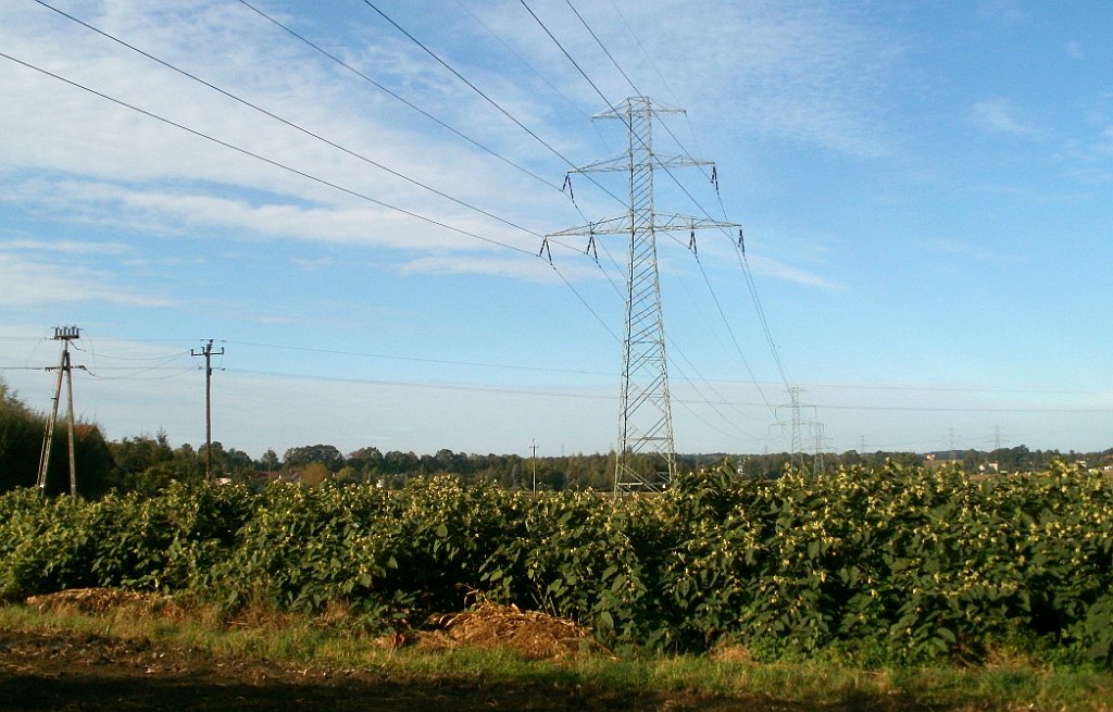 IMG_x33700_X44_P09230869_cr.jpg - OLYMPUS DIGITAL CAMERA         