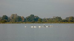 IMG_x33700_X44_P09230852_cr