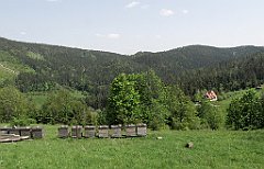 IMG_x45729_cr