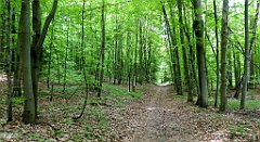 115_TZ60_P1010982_cr