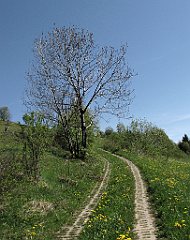 141_IMG_x51835_cr