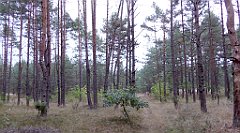 027_TZ60_P1040447_cr