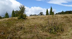 307_TZ60_P1050107_cr