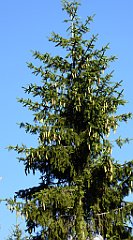 380_TZ60_P1050164_cr