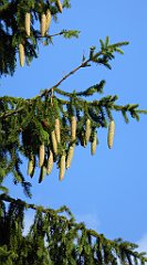 381_TZ60_P1050165_cr