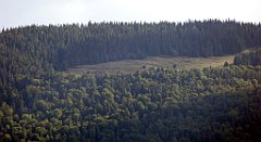 391_TZ60_P1050175_cr