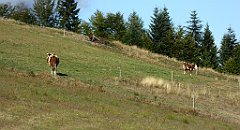 421_TZ60_P1050203_cr