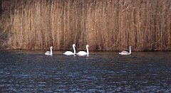 140_TZ60_P1060448_cr