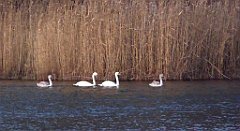 141_TZ60_P1060449_cr