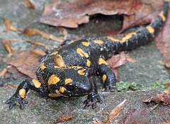 2015_05_17_Bienkowka_Trzebunia