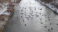 220_TZ60_P1070858_cr