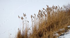 303_TZ60_P1070949_cr