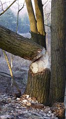 0028_TZ60_P1080346_cr