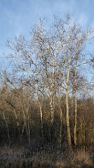 0057_TZ60_P1080362_cr