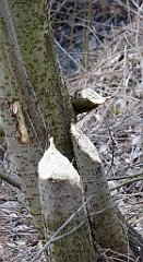 072_TZ60_P1080832_cr