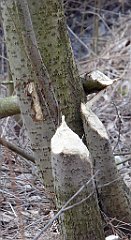 073_TZ60_P1080833_cr