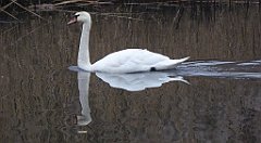 154_TZ60_P1080892_cr