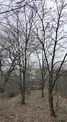 395_TZ60_P1090002_cr