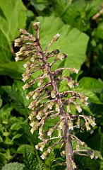 114_TZ60_P1090844_cr