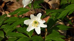 129_TZ60_P1090857_cr