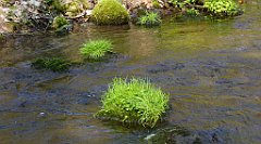 151_TZ60_P1090866_cr