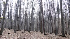 236_TZ60_P1090934_cr