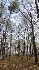 238_TZ60_P1090936_cr