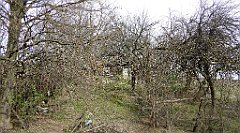 337_TZ60_P1100046_cr