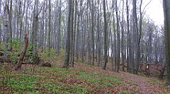 012_TZ60_P1100173_cr