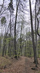 031_TZ60_P1100186_cr