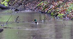 045_TZ60_P1100199_cr