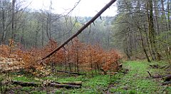 051_TZ60_P1100205_cr