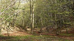 209_TZ60_P1100354_cr