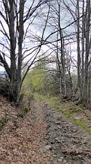 317_TZ60_P1110130_cr