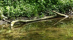 144_TZ60_P1110316_cr