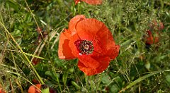 0051_TZ60_P1120260_cr