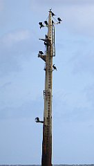 0294_TZ60_P1120626_cr