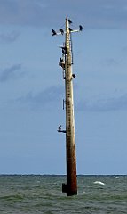 0299_TZ60_P1120631_cr